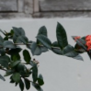 Ramillete de flores en Carpintero, Bazán.