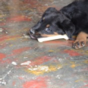 Cachorro jugando con hueso artificial